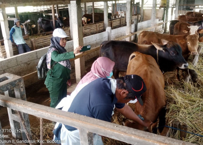 Realisasi Vaksinasi PMK di Purbalingga Capai 8.736 Dosis