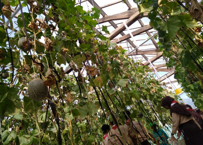 Simak Keunggulan Budidaya Melon Hidroponik di Green House