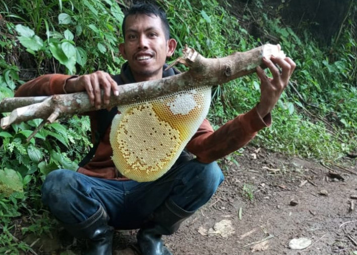 Musim Hujan, Peternak Kebumen Berburu Lebah Liar Untuk Ditangkarkan