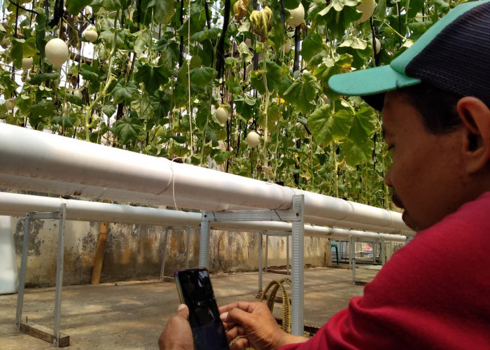 Panen di Wisata Petik Melon Nusadadi Tidak Serempak