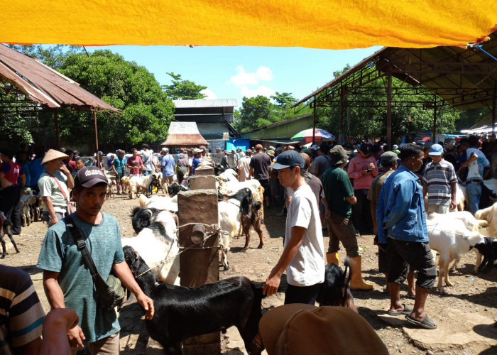 Jumlah Pemotongan Hewan Kurban di Purbalingga Diprediksi Naik pada Idul Adha Tahun Ini