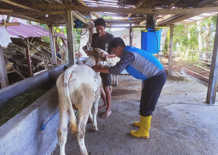 86 Sapi Terjangkit PMK di Cilacap, Empat di Antaranya Dipotong Bersyarat