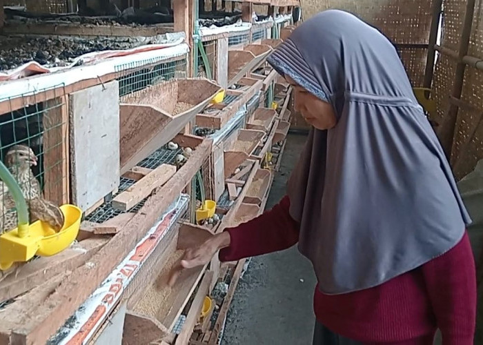 BUMDes Klampok Banjarnegara Ubah Limbah Jadi Cuan, Produksi Telur Puyuh Capai 24 Kilogram per Hari