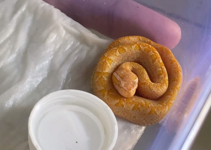 Budidaya Ular Ranjau Darat Albino Pertama di Dunia