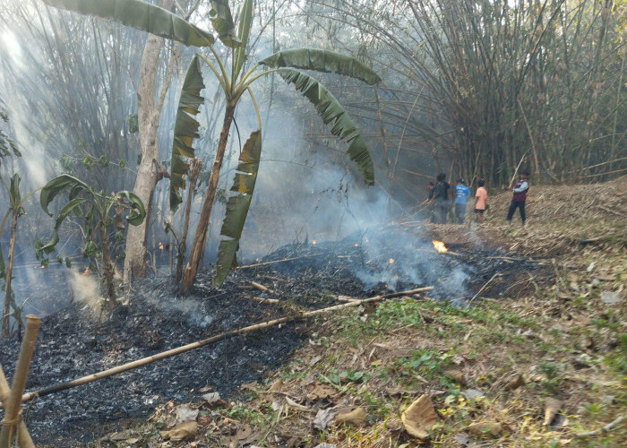 15 Hektare Lahan di Sidareja Cilacap Terbakar , Penyebab Masih dalam Penyelidikan