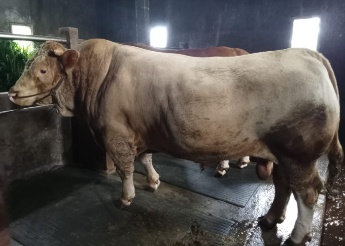 Sapi Jumbo 1,2 Ton Milik Petani Banjarnegara Jadi Kurban Presiden