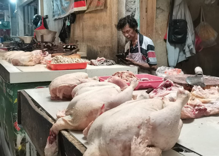 Sempat Sentuh Rp 45 Ribu, Harga Ayam di Pasar Induk Banjarnegara Mulai Turun