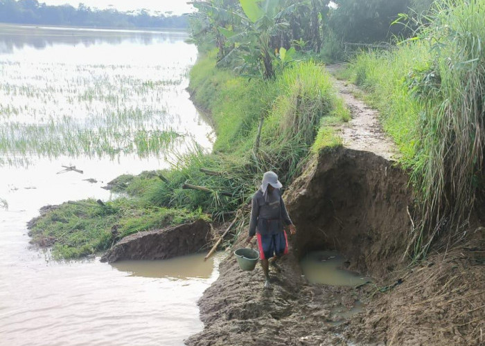 Banjir Rendam 530 Hektare Sawah di Wanareja, Tanaman Padi Terancam Gagal
