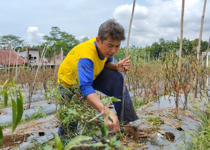 Tanaman Mati Saat Harga Melonjak, Petani Cabai di Baturraden Malah Merugi