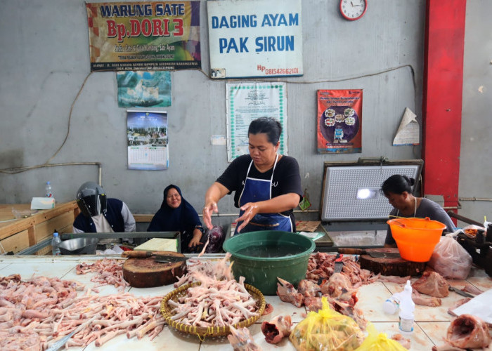 Harga Ayam Tembus Rp 42 Ribu, Dipicu Kenaikan Harga Bibit dan Lonjakan Permintaan