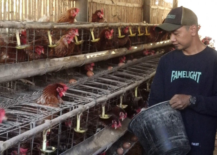 Libur MBG, Harga Telur di Kebumen Merosot