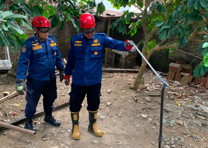 Dikhawatirkan Membahayakan, Damkar Purbalingga Evakuasi Ular Kobra di Kemangkon