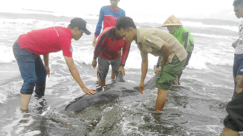 Lumba-Lumba Terdampar di Pantai Kemiren Cilacap