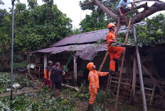Cuaca Ekstrem Melanda Banyumas Sebabkan Pohon Tumbang di Kalibagor