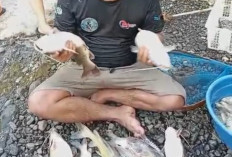 Ikan di Sungai Serayu 