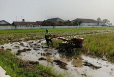19 Ribu Hektare Sawah di Cilacap Bersiap Tanam, Petani Mulai Olah Lahan