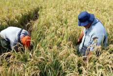 Struktur Tanah Sawah Bantat, Petani Diminta Perbaiki, BPP Sumpiuh Banyumas Soroti Produktivitas Lahan