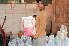 Petani Bulaksari Cilacap Produksi Pupuk Organik dari Limbah Ternak Sapi