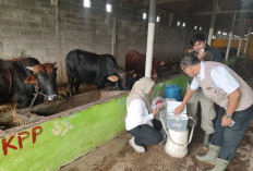 Jelang Idul Adha, 22 Sapi di Padamara Purbalingga Divaksin dan Diberi Obat Cacing Massal