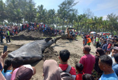 Hiu Tutul Berbobot 3 Ton Terdampar di Pantai Banjarsari Cilacap