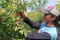 Momentum Emas, Petani Cabai Banjarnegara Panen Saat Harga Melambung