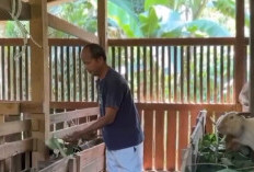 Jelang Iduladha Harga Kambing di Banjarnegara Masih Stagnan, Peternak Terancam Rugi
