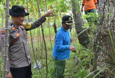 Petani Lumbir Banyumas Terapkan Semprot dan Belerang, Cara Mandiri Kendalikan Hama Tikus di Lahan