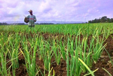 Asuransi Gagal Panen Bawang Merah Berdasarkan Data Produktivitas Provinsi di Indonesia