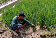 Bendungan Rusak Bertahun-tahun, Petani Banjarmangu Banjarnegara Krisis Air