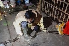 Damkar Evakuasi Dua Ekor Ular Kobra Bersarang di Rumah Warga di Panulisan Tengah Cilacap