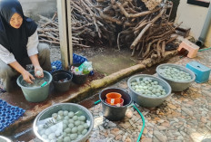 Telur Asin Watuagung Banyumas Tembus Mancanegara, Kualitas Dijaga Meski Pesanan Terpaksa Ditolak