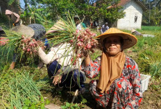 Kemarau Bukan Halangan, Petani Banjarnegara Raup Rp 40 Juta dari Bawang Merah