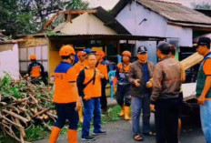 Pohon Lapuk Tumbang Timpa Rumah dan Balai Warga di Tegalkamulyan Cilacap