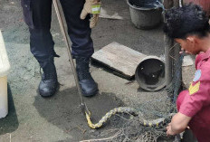 Januari, Damkar Cilacap Tangani 212 Kasus Tawon dan 110 Ular