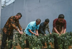 Lahan Kosong Rutan Banjarnegara Disulap Jadi Kebun Cabai