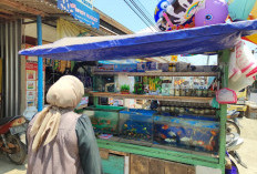 Produksi Ikan Hias Purbalingga Melonjak 106,14 Persen pada 2025, Rasbora Galaxy Dominan