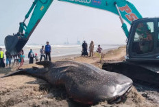 Tiga Bulan, Lima Hiu Paus Terdampar di Pantai Selatan Cilacap