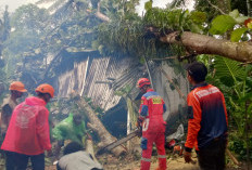 Hujan dan Angin Kencang Sebabkan Pohon Tumbang di Kembaran Banyumas, 19 Rumah Warga Terdampak