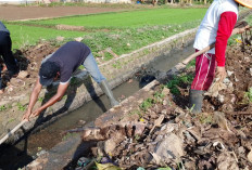 Saluran Irigasi 68 Hektare Sawah di Banyumas Dibersihkan, Sampah Plastik dan Sedimen Picu Risiko Sumbatan