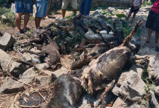 Kandang Kambing Terbakar di Sumbang Banyumas, Sembilan Ternak Terpanggang