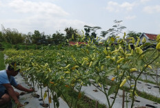 Jamur Fusarium Ancam Cabai Petani Banyumas, Daun Layu Jadi Tanda Tanaman Mulai Terjangkit