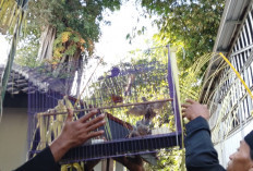 Warga Sudagaran Banyumas Tanam Pohon saat Tradisi Sura, Sedekah Bumi Disertai Pelepasliaran Satwa