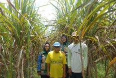 Dorong Produksi Tebu, DPPP Purbalingga Siapkan Ekstensifikasi Lahan Hingga 70 Ha dan Bantuan Rp 10 Juta per Ha
