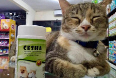 Cleo Pet Shop Permudah Perawatan Hewan Peliharaan, dari Pet Food hingga Grooming