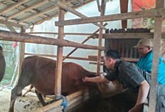 Pengawasan Kesehatan Hewan Kurban Diperketat, Dinas Pertanian Cilacap Turunkan 160 Petugas