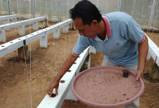 BUMDes Karanggedang Ganti Varietas Melon, Budidaya Hidroponik Dilanjutkan di Sumpiuh Banyumas