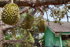 Kemarau Panjang Ancam Kualitas Durian Banyumas, Buah Berisiko Ringan, Bunga dan Bakal Buah Rontok