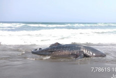 Hiu Totol Seberat 1 Ton Terdampar di Pantai Selatan Kebumen