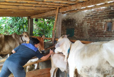 Vaksinasi PMK di Patemon Purbalingga Sasar 36 Ekor Sapi, Petugas Hadapi Kendala Waktu dan Persepsi Warga