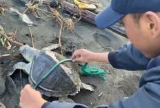Dua Penyu Lekang Mati Ditemukan Terdampar di Pantai Cilacap